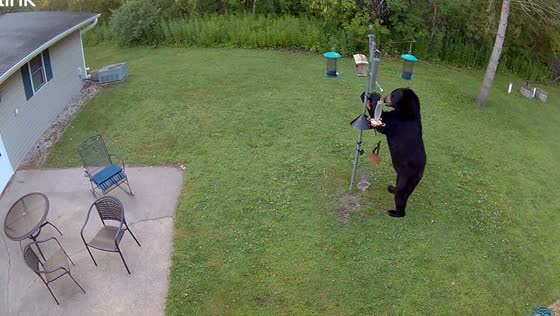 Bear spotted eating from bird feeders in Navarino, Wisconsin