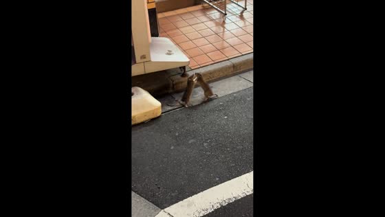 Rats wrestle on the street in Tokyo, Japan