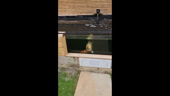 Pet koi fish Bob excitedly waits for food in Leeds, England