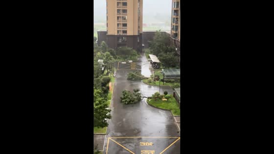 Severe rainstorm topples trees in Zhejiang, China