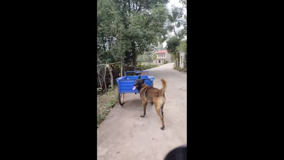 Dog accidentally crashes into bike in Hunan, China