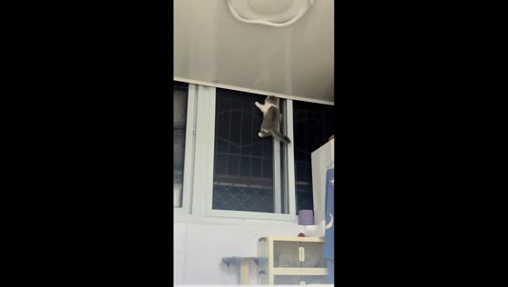 Cat tries to escape on window screen in Beijing, China