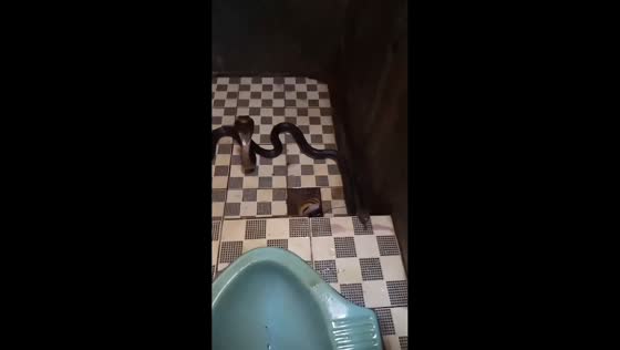 Man startled by two snakes inside restroom in Bandung, Indonesia