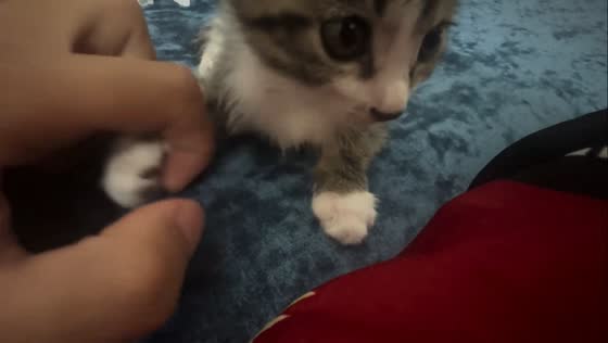 layful attempt to open kitten’s paws met with adorable resistance in Tianjin, China