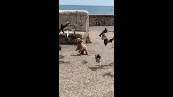 Dog tries to sneak up on pigeons but gets left behind in Sitges, Spain