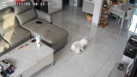 Dog drops toy into aquarium while playing in Heilongjiang, China