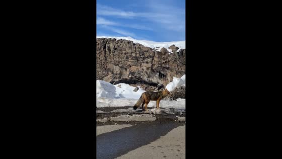Culpeo spotted along snowy roadside in Maule, Chile
