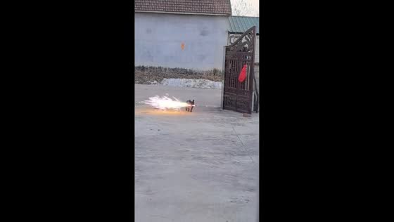 Dog played and startled by firecracker sparks in Liaoning, China