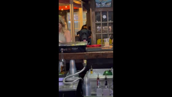 Dog drinks at bar counter in Charleston, South Carolina, USA