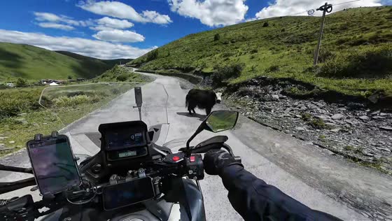 Yak pauses in road as motorcycle approaches on hillside road in Sichuan, China