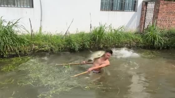 Fish jumping surprise in Guangdong pond
