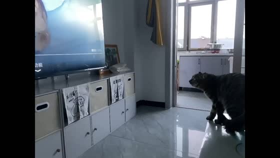 Cat reacts dramatically to tigers appearing on television in Beijing, China