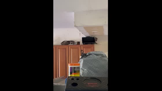 Raccoons found in Connecticut garage