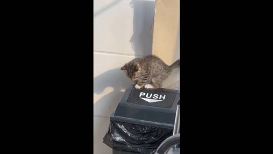 Curious kitten tumbles into trash bin after stepping on its swinging lid in Tianjin, China
