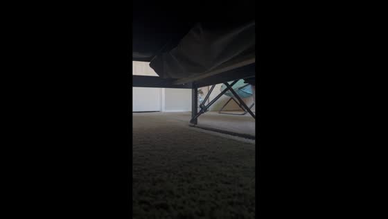 Cat searches for owner during playful hide-and-seek in Atlanta, Georgia, USA