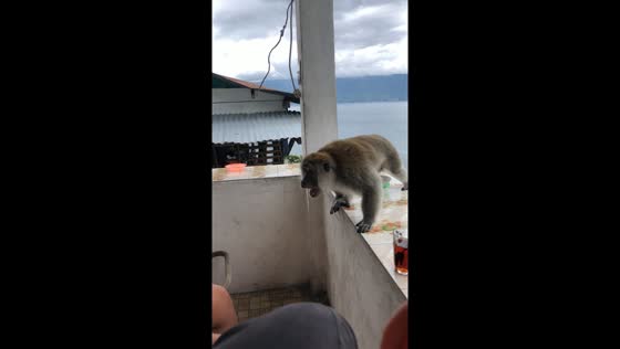  Parapat resident Junaldo Pardede faces aggression after sharing meal with a monkey