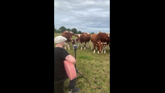 Cows gather as guitarist sings near them in France