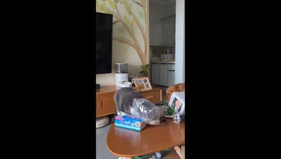 Cat's snack mission goes hilariously wrong in Shaanxi, China