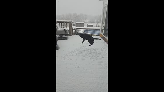 Cat enjoys playing in the snow in Lebanon, Tennessee, USA