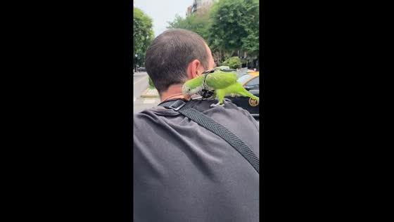 Parrot pal: riding in style with Loro in Rosario, Argentina 