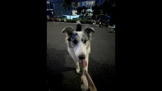 Smart dog does backflip and handshake in Zhejiang, China