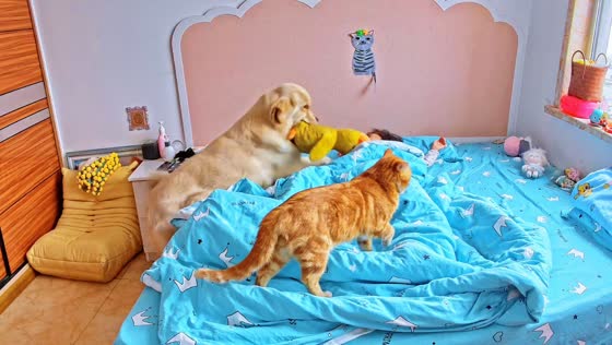 Dog and cats act as alarm clock in Heilongjiang, China