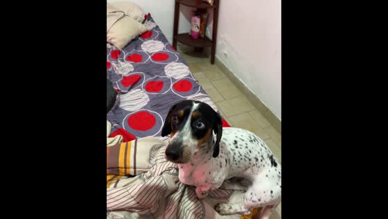 Dog's guilt: one pup suggests the other did It in shoe destruction incident
