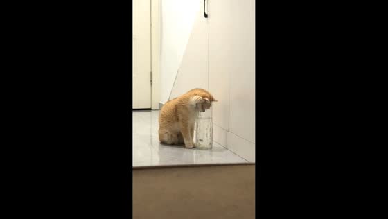 Kitten gets stuck looking into a drinking glass in Hunan, China