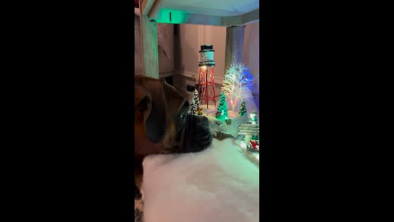 Pet dog wants to play with new decorations in Clayton, North Carolina, USA
