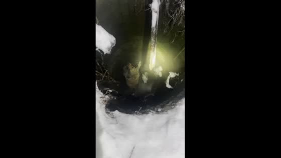 Heroic rescue: 259th fire and rescue unit saves Labrador trapped in icy sewer well near Moscow