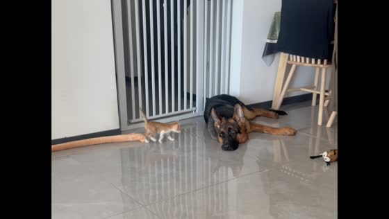 German Shepherd gets startled as kitten approaches and tries to groom it in Hainan, China
