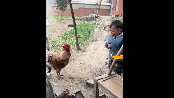 Rooster chases twin toddlers in Henan province, China