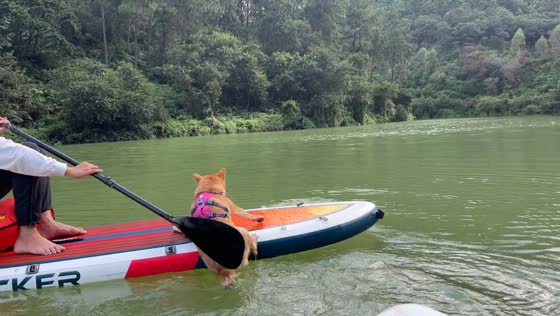 Dog falls into water while attempting paddle board transfer in Guangdong, China