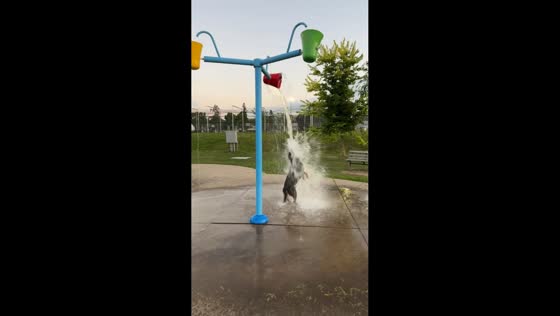 Dog enjoys splash pad buckets in Thorold, Ontario, Canada