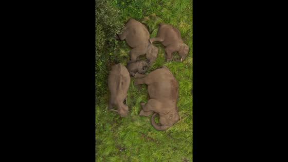 Elephants peacefully napping in Anaimalai Hills, India