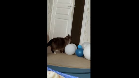 Brave Barsik conquers balloon obstacle: a hilarious escape saga