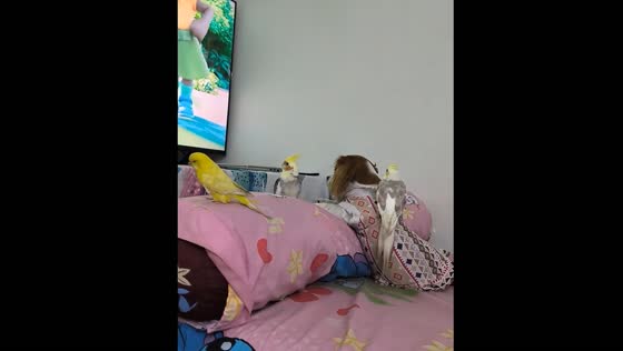 Dog and three parrots watch cartoons together in Myanmar