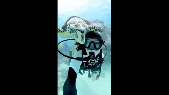 Post-cyclone dive: exploring the great barrier reef's ocean life
