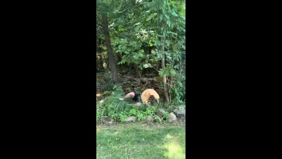 Man gets dizzy and falls into bushes during game in Campbellville, Ontario