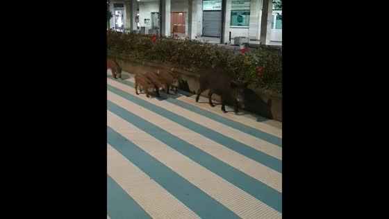 Wild boar and piglets roam Albissola Marina streets
