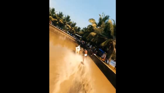 The Offbeat Sport of Riding Wakeboard After Bulls in Kerala's Malabar Region | FPV Drone