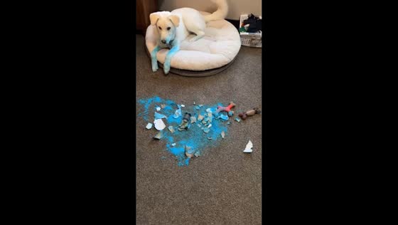 Dog accidentally breaks bottle of blue powder in Minneapolis, Minnesota, USA