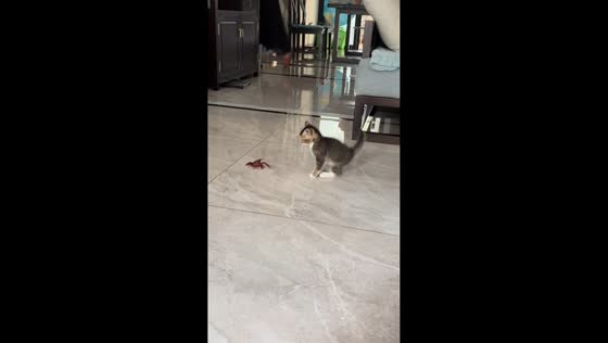 Kitten cautiously interacts with defensive crayfish in Hunan, China