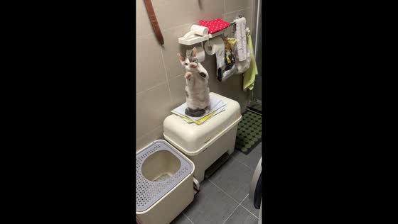 Cat “pulling” invisible toilet paper in Shanghai, China