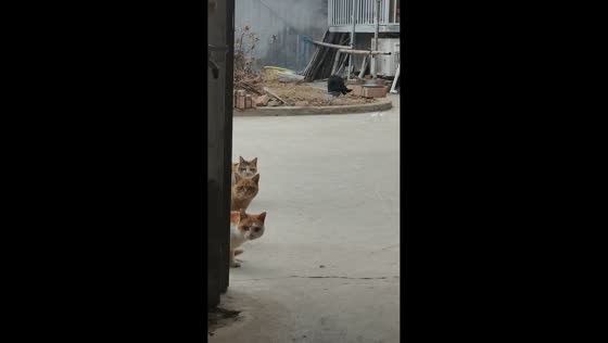 Curious cats peek at the door in Shandong, China