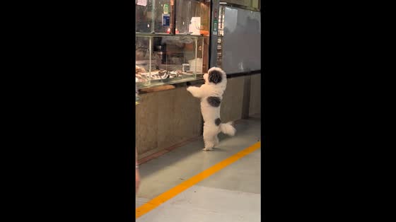 Poodle stands on hind legs to ask for food in Shaanxi, China