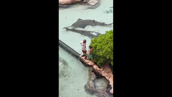 Boys encounter sawfish up close at marine park in Bahamas