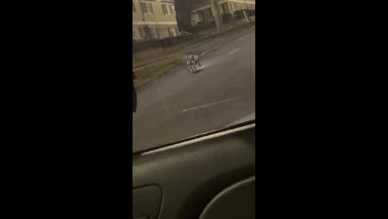 Robot dog spotted walking along street in Atlanta, Georgia, USA