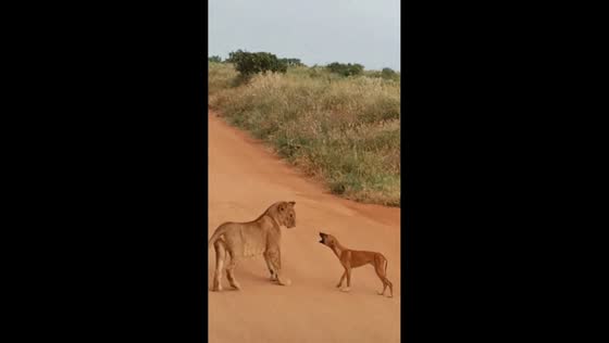 Dog boldly barks at lion in in Taita-Taveta, Kenya