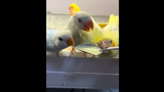 Parrot chick in Henan pecking spoon instead of food